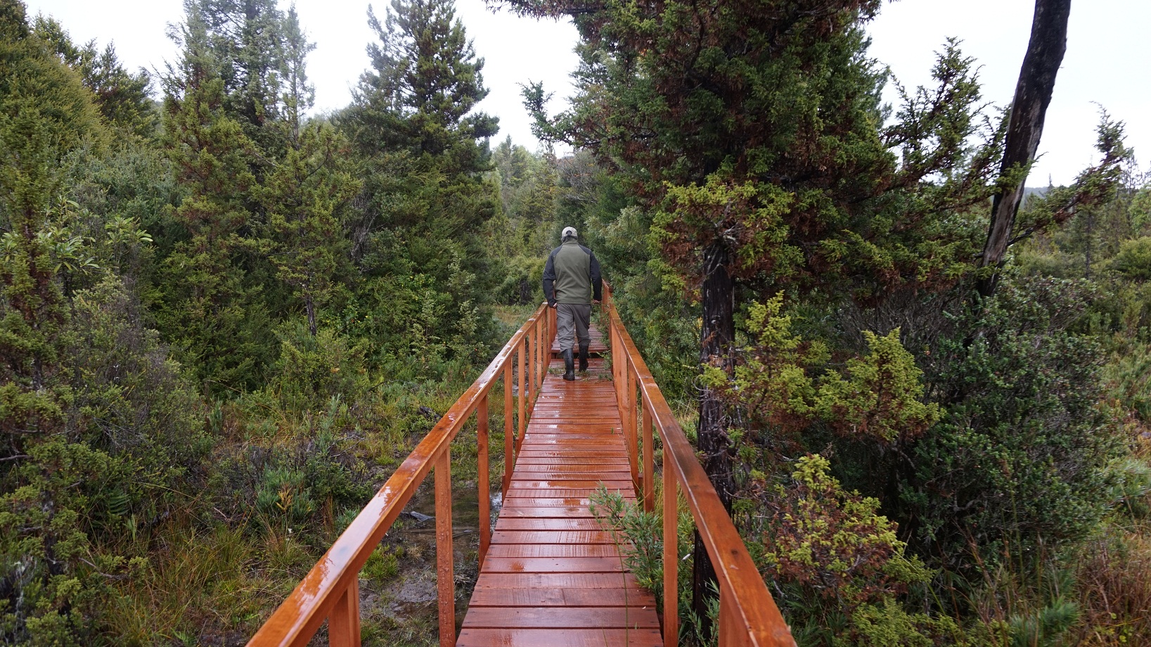Parque Nacional Alerce Costero